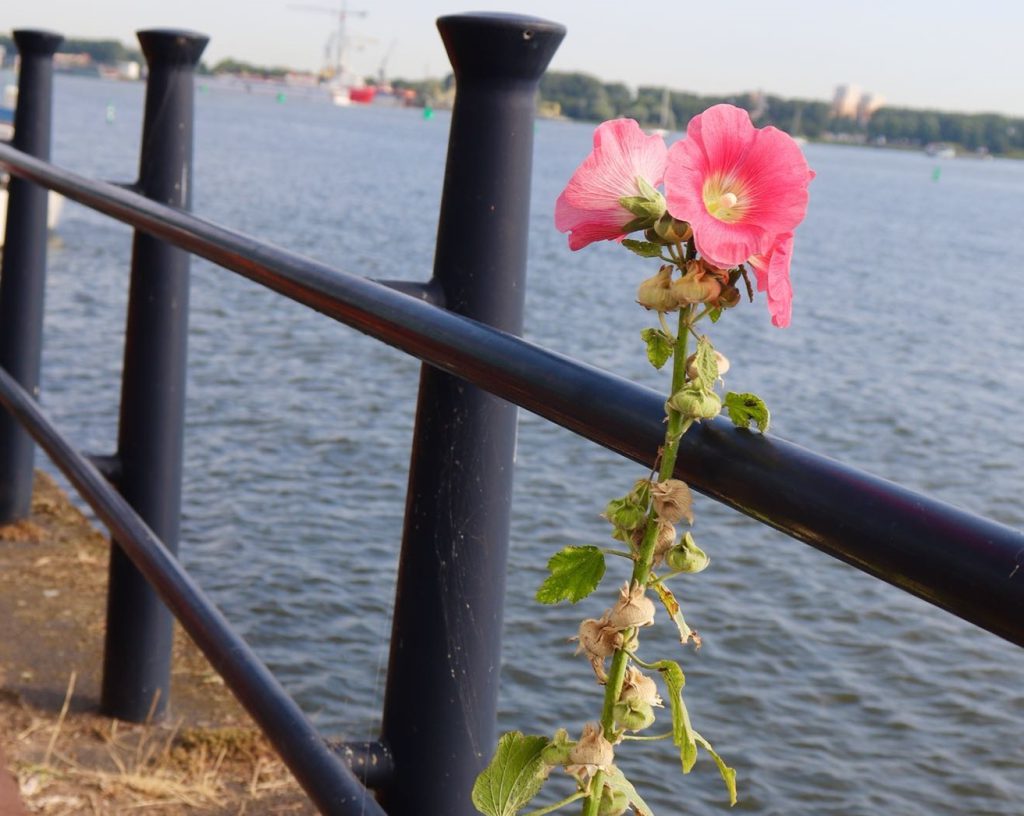 vve huishoudelijk reglement